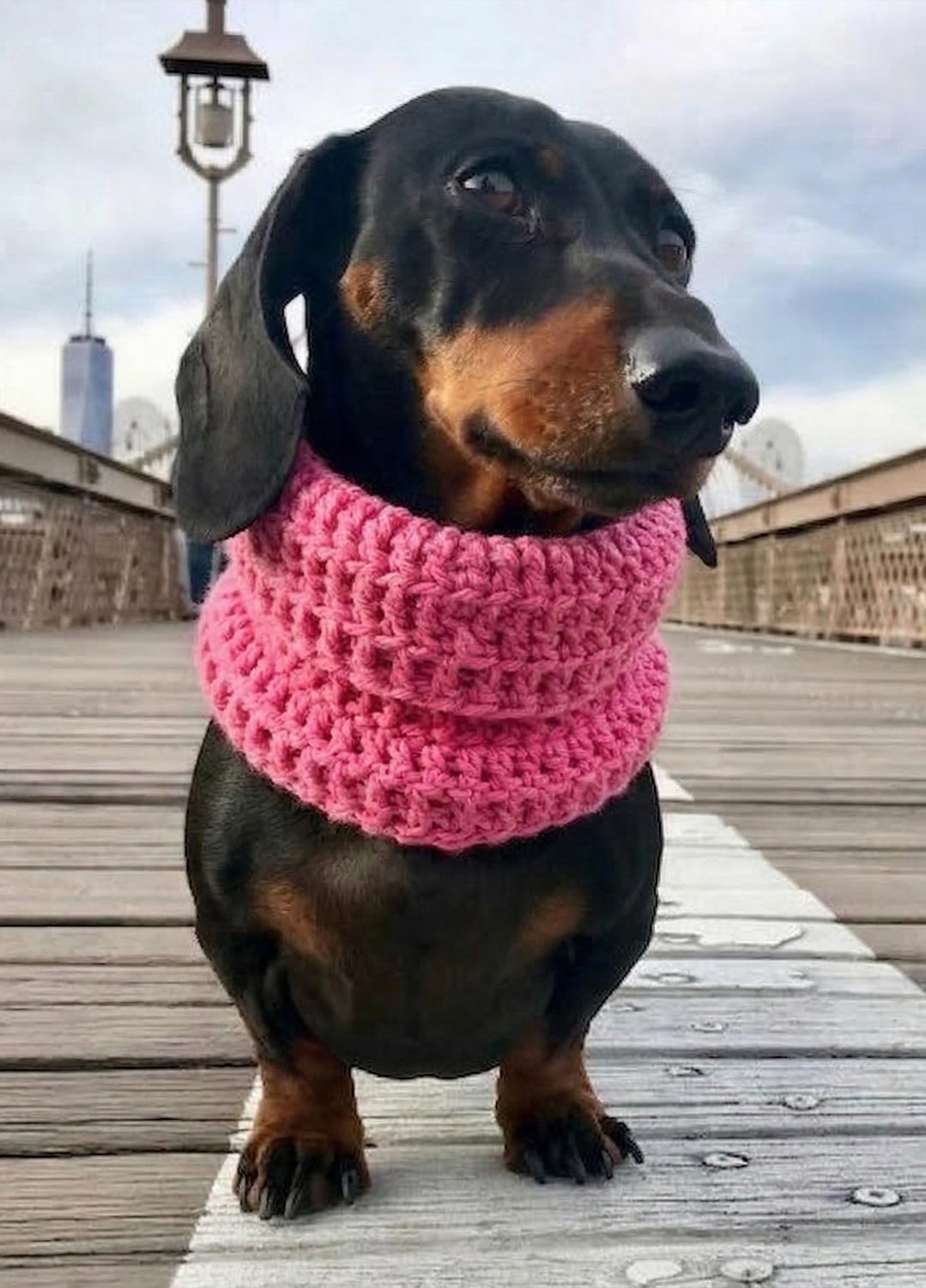 Rex Snood Kit pour animaux – Version Yummy